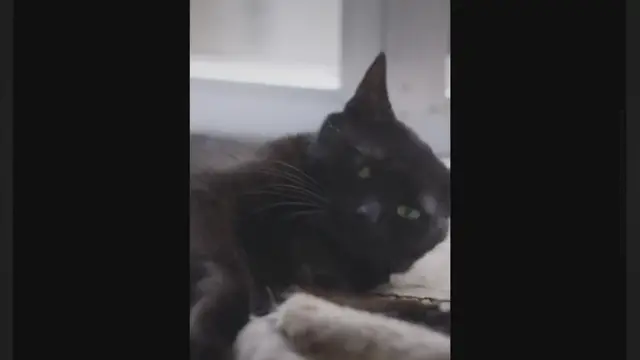 'Video thumbnail for Why Are Black Cats Called Voids? [6 Unexpected Facts]'