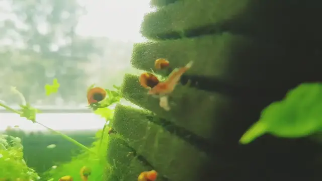 Video thumbnail for Nano Planted tank