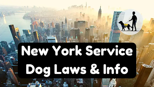 'Video thumbnail for NEW YORK Service Dog Laws & Info '