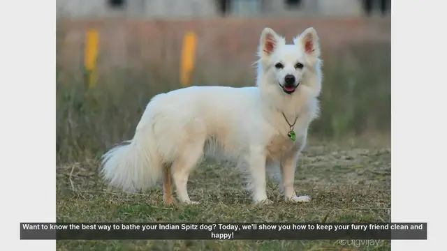 Video thumbnail for How to Bathe Your Indian Spitz: Step-by-Step Guide