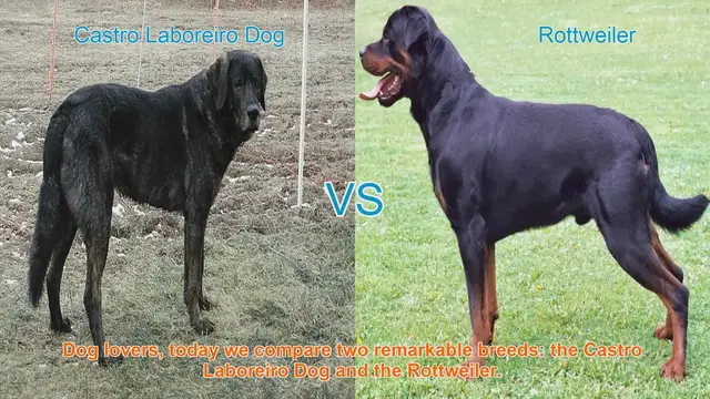 Video thumbnail for Comparing Castro Laboreiro Dog and Rottweiler: A Guide for Dog Lovers