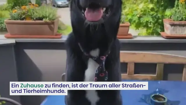 Video thumbnail for Kaum hat er ein Zuhause gefunden, muss er wieder weg: Wo darf der tolle Finley für immer bleiben?