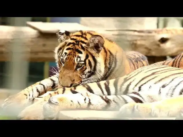 Video thumbnail for How Captive Tigers’ Diets Differ from Wild Tigers’?