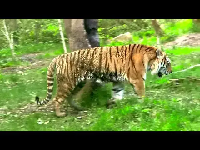 Video thumbnail for How Are Tigers Helping Us Understand Big Cat Genetics?