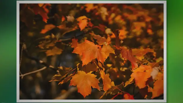 Video thumbnail for A Comprehensive Look At Firefall Maple Pros And Cons - SARPO