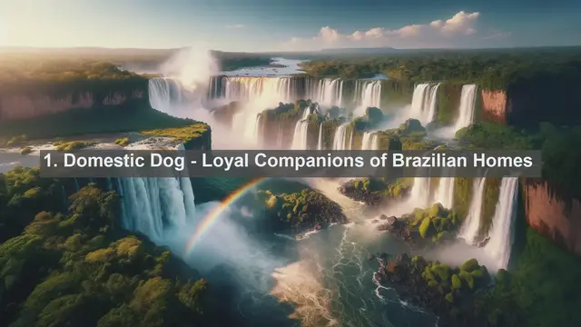 Video thumbnail for Discover Brazil's Top 10 Favorite Pets: Your Guide to Furry Companions!