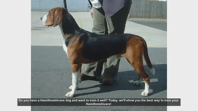 Video thumbnail for Top Tips for Training Your Hamiltonstövare Dog