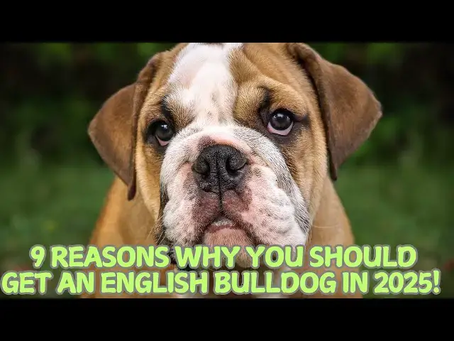 Video thumbnail for 9 Reasons Why You Should Get an English Bulldog in 2025! 🐶
