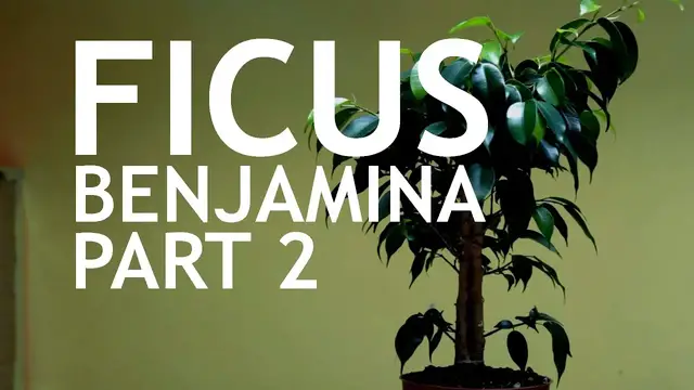 Video thumbnail for Fusion Ficus Benjamina Bonsai, 2