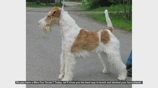 Video thumbnail for How to Brush and Deshed Your Wire Fox Terrier: A Step-by-Step Guide