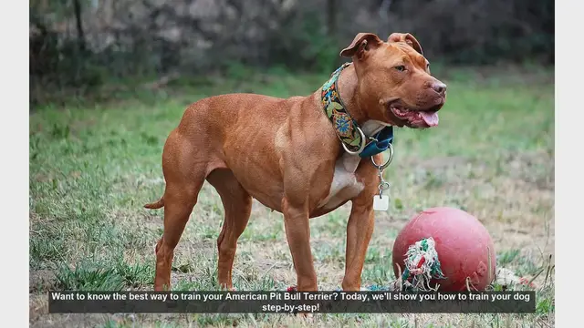 Video thumbnail for How to Train Your American Pit Bull Terrier: Step-by-Step Guide