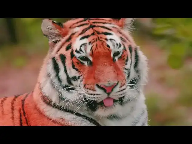 Video thumbnail for How Do Tigers Cope with Parasites in Their Environment?