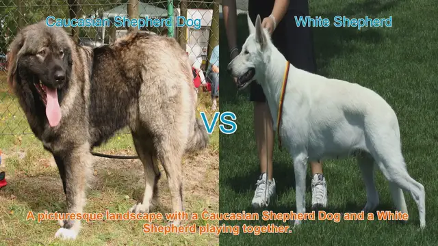 Video thumbnail for Caucasian Shepherd Dog vs. White Shepherd: A Breed Comparison