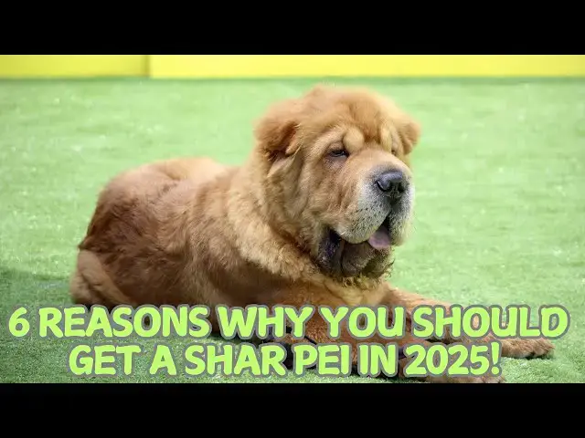 Video thumbnail for 6 Reasons Why You Should Get a Shar Pei in 2025! 🐶