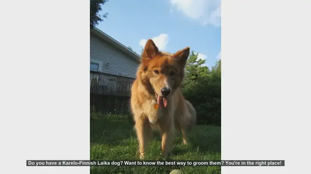 Video thumbnail for Ultimate Grooming Guide for Your Karelo-Finnish Laika Dog