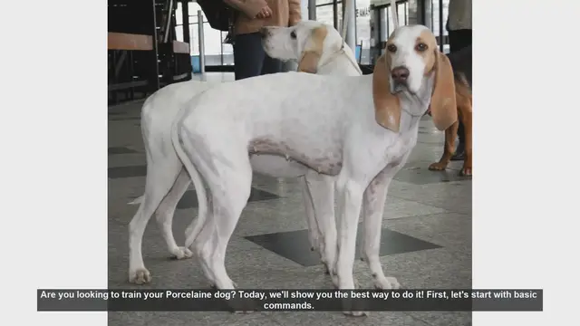 Video thumbnail for How to Train Your Porcelaine Dog: Essential Tips and Techniques