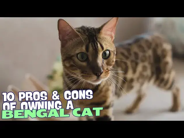 Video thumbnail for 10 Pros and Cons of Owning a Bengal Cat 🐆✨