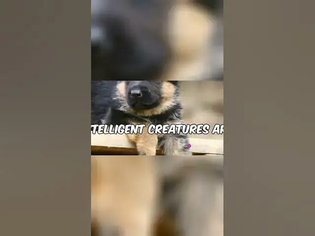 Video thumbnail for Why Shepherds Rule