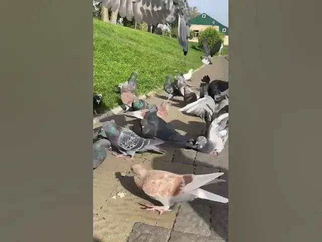 'Video thumbnail for Adorable pigeonsπππ₯°#shorts'