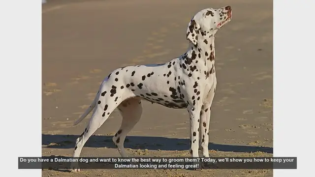 Video thumbnail for Ultimate Dalmatian Grooming Guide: Keep Your Dog Looking and Feeling Great!