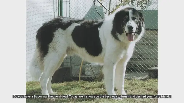 Video thumbnail for How to Brush and Deshed Your Bucovina Shepherd Dog