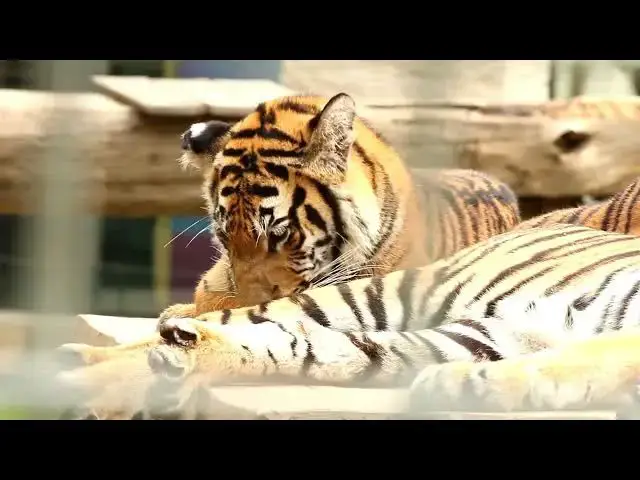 Video thumbnail for How Cloning Technology Could Help Preserve Tigers?