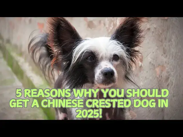 Video thumbnail for 5 Reasons Why You Should Get a Chinese Crested Dog in 2025! 🐾