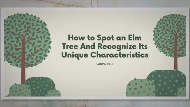 Video thumbnail for How To Spot An Elm Tree And Recognize Its Unique Characteristics  | SARPO