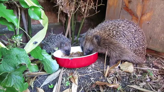 Video thumbnail for Igelfamilie im Garten (Fun-Video)