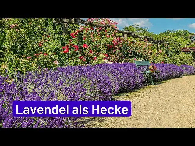 Video thumbnail for Lavendel als Hecke: Blühende Gartengrenzen