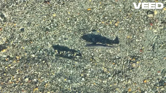 Video thumbnail for Discover Burbot_ The Cold Water Cod!