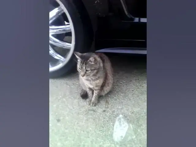 Video thumbnail for A day in the life of Sylvester (ft. Ella & baby kitten)