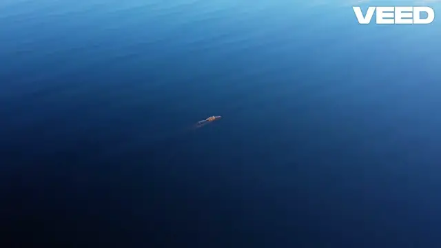 Video thumbnail for American Alligator (Alligator mississippiensis)