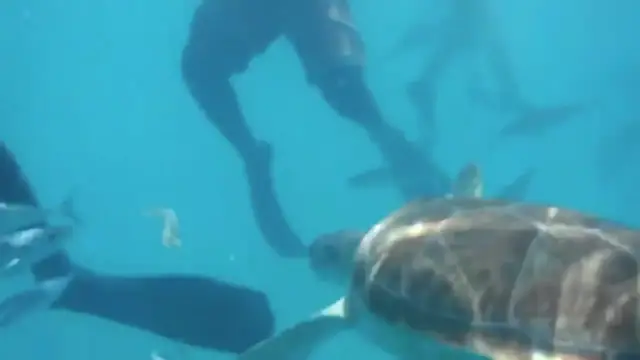 'Video thumbnail for taking care of sea turtles'