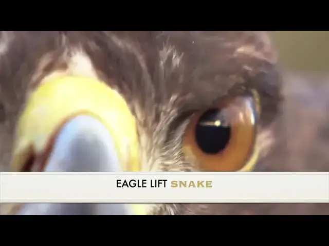 'Video thumbnail for best attacks hunting Cheetah  and eagle'
