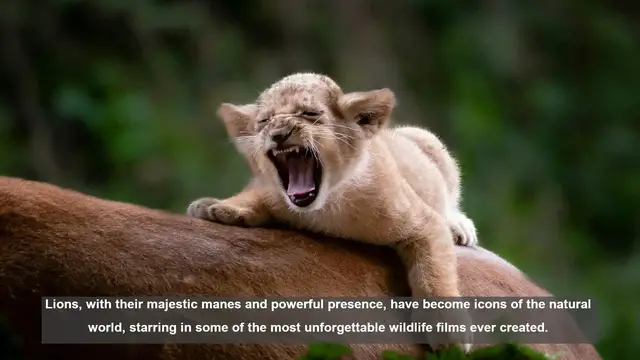 Video thumbnail for 10 Iconic Lion Documentaries: From Savanna Roars to Conservation Stories