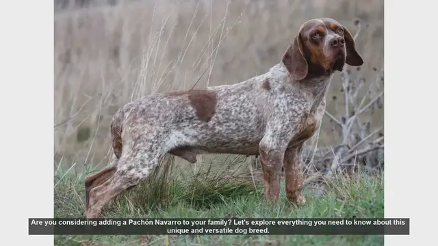 Video thumbnail for Pachón Navarro: The Ultimate Guide to This Unique Dog Breed