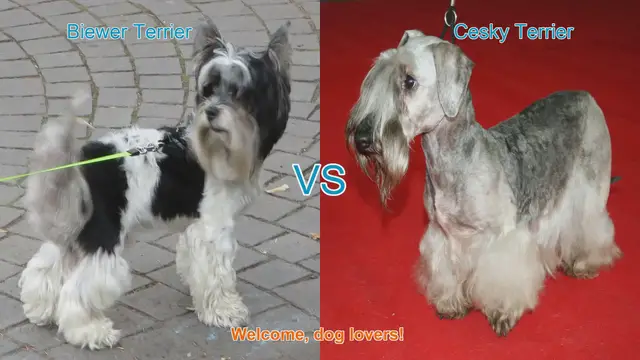 Video thumbnail for Biewer Terrier vs. Cesky Terrier: A Comparison of Two Charming Dog Breeds