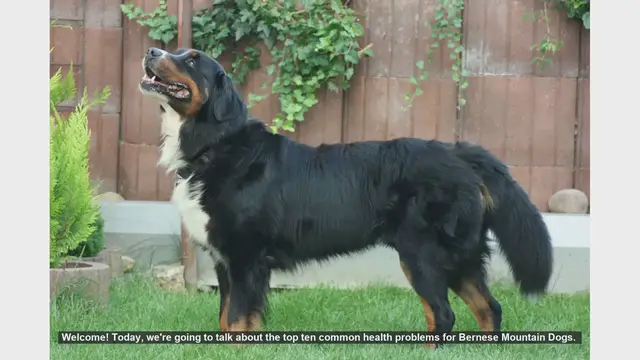 Video thumbnail for Top 10 Health Issues in Bernese Mountain Dogs