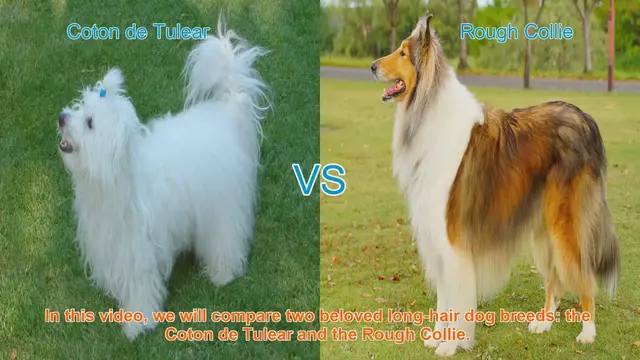 Video thumbnail for Comparing Coton de Tulear and Rough Collie: A Comprehensive Guide