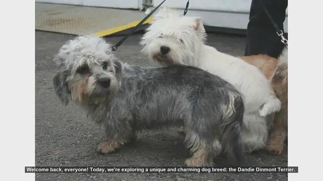 Video thumbnail for Dandie Dinmont Terrier: Pros and Cons of This Unique Breed