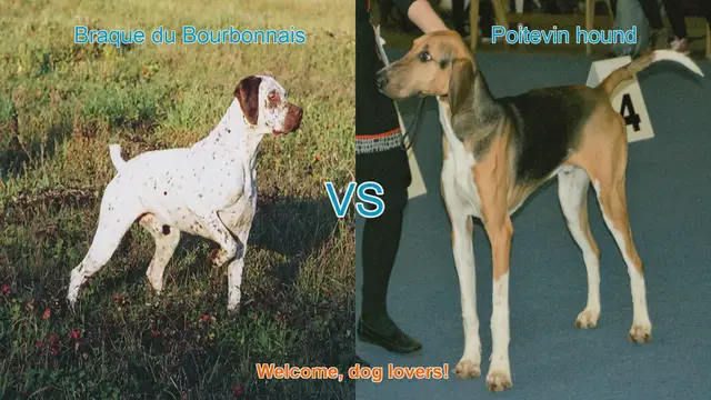 Video thumbnail for Braque du Bourbonnais vs. Poitevin Hound: A Comparison of Two Distinct Dog Breeds