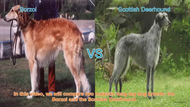 Video thumbnail for Borzoi vs. Scottish Deerhound: A Comparison of Majestic Long-Leg Dog Breeds