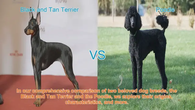 Video thumbnail for Comparing Black and Tan Terrier vs. Poodle: Origins, Characteristics, and More