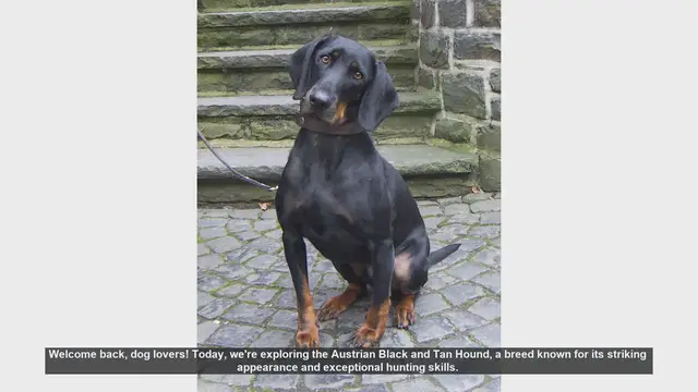 Video thumbnail for Austrian Black and Tan Hound: Pros and Cons