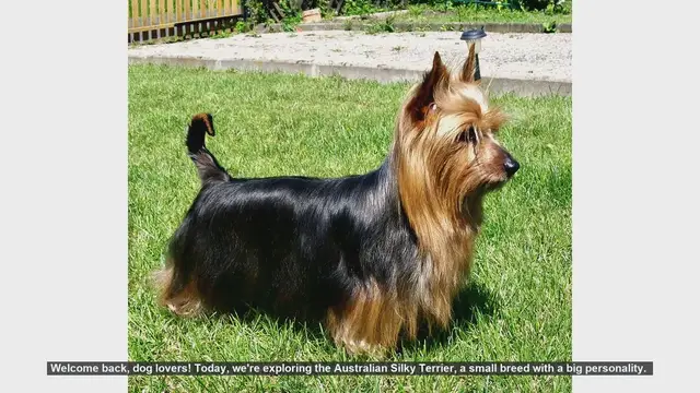 Video thumbnail for Discover the Australian Silky Terrier: A Small Dog with a Big Personality