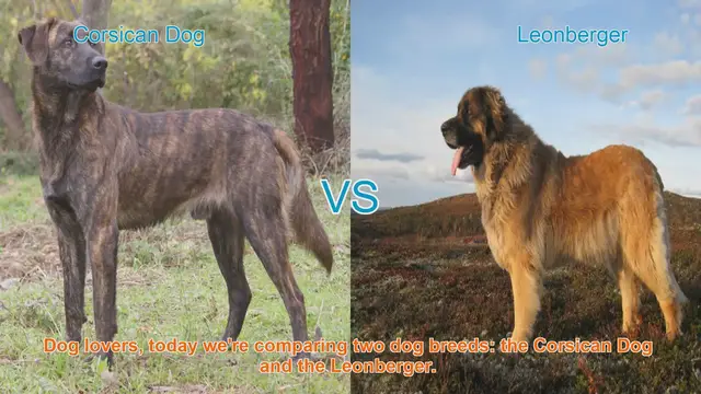 Video thumbnail for Corsican Dog vs. Leonberger: A Breed Comparison