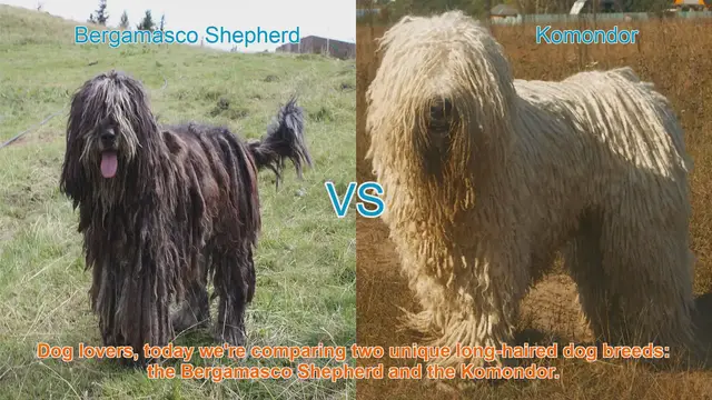 Video thumbnail for Bergamasco Shepherd vs. Komondor: A Comparison of Unique Long-Haired Dog Breeds
