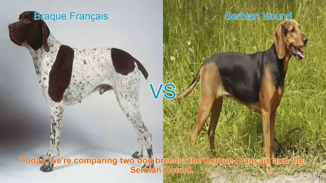 Video thumbnail for Braque Français vs. Serbian Hound: A Comparison of Two Distinct Dog Breeds