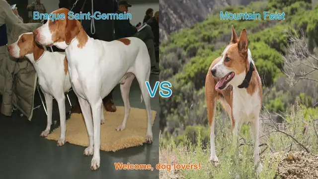 Video thumbnail for Braque Saint-Germain vs. Mountain Feist: A Detailed Comparison